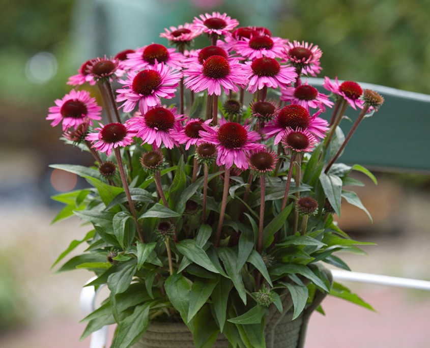 Sun Magic Roses SUNMAGIC - Bull Plant Genetics