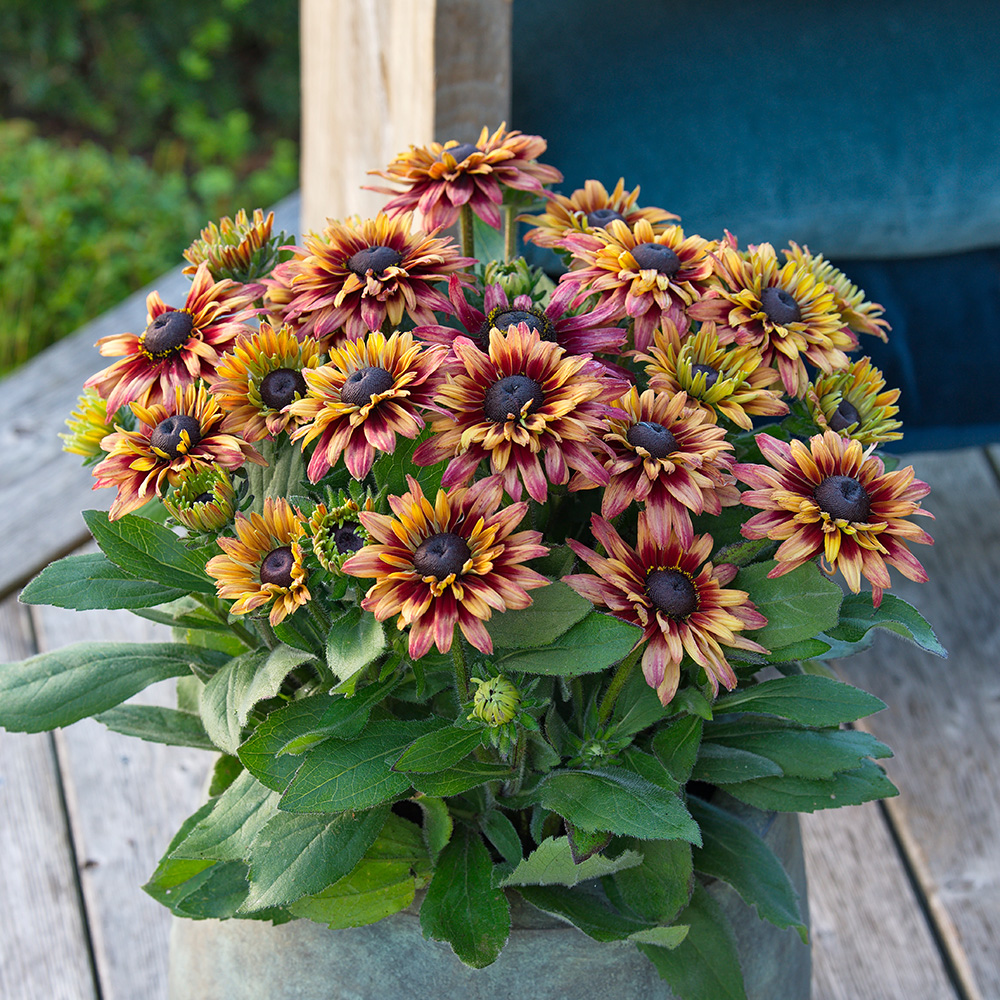 Sunbeckia Specialty Cherry